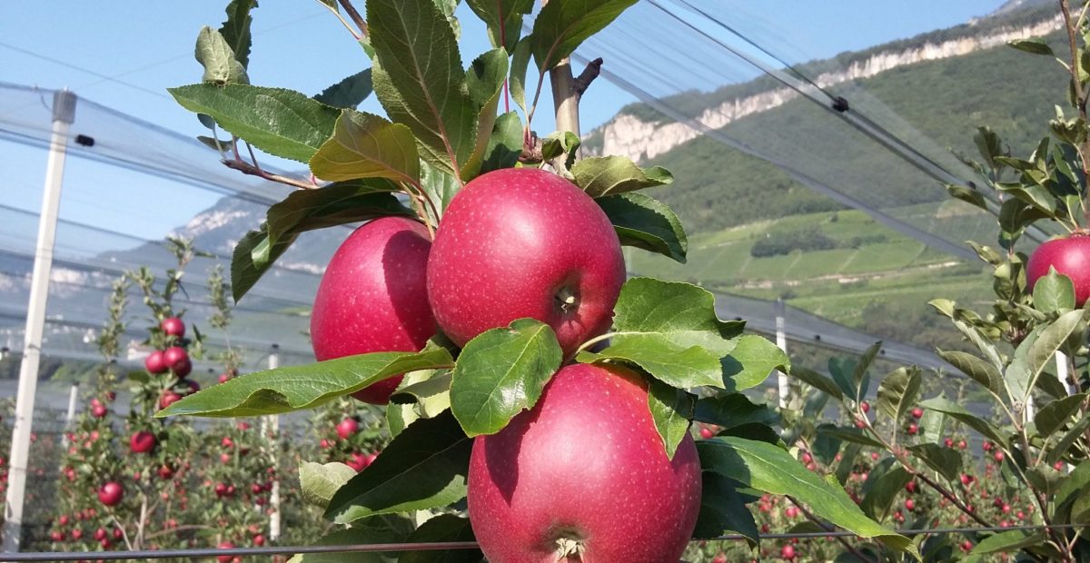 Apfel vom Runggnerhof