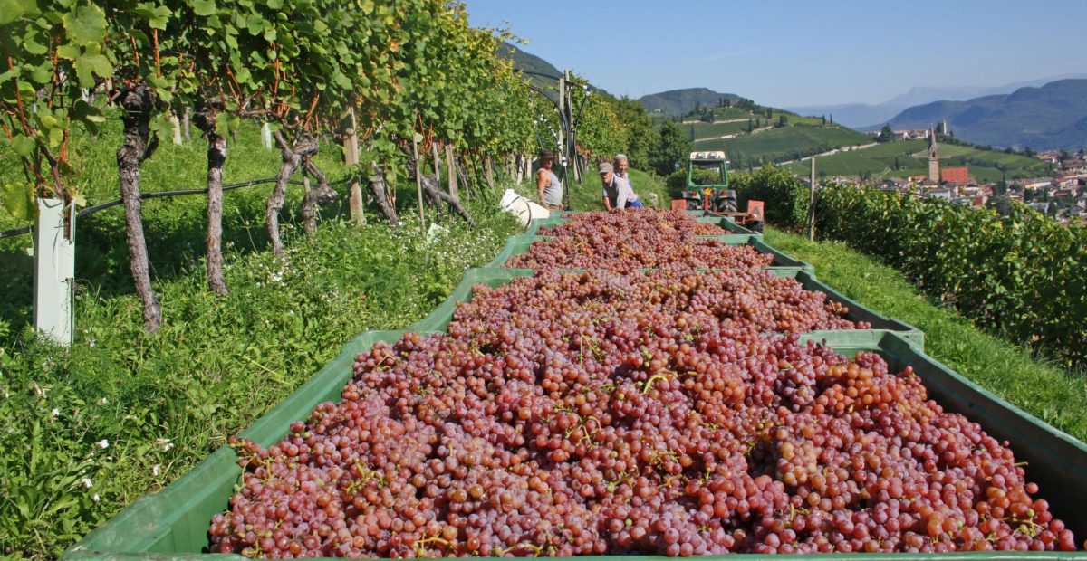 Weinlese am Gewürztraminer Weg