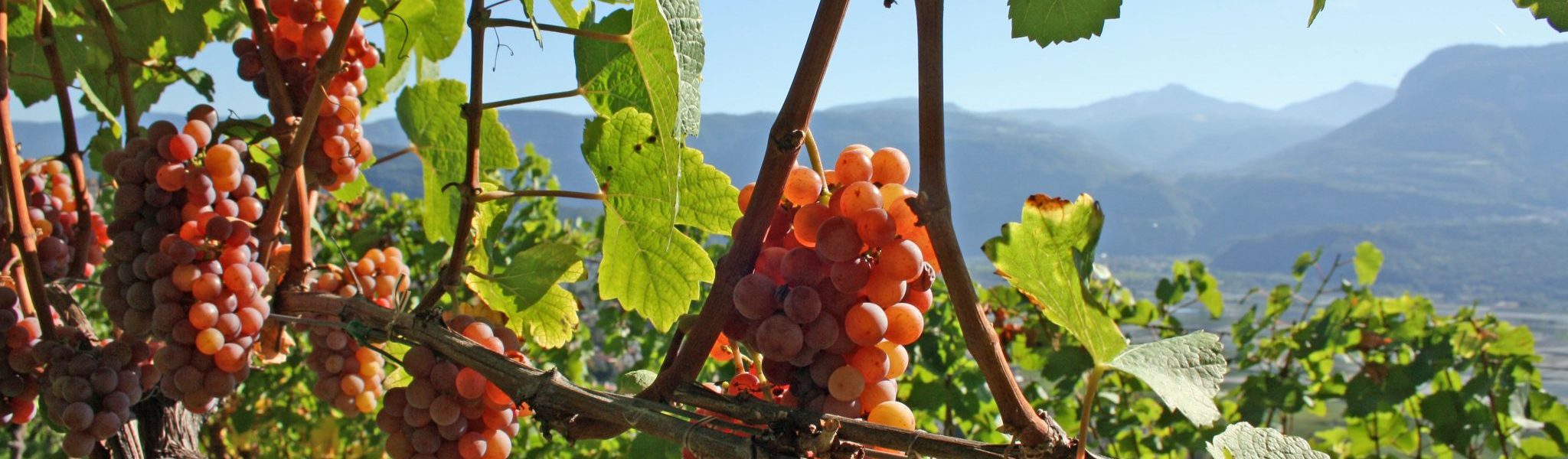 Gewuerztraminer mit Weiß- und Schwarzhorn