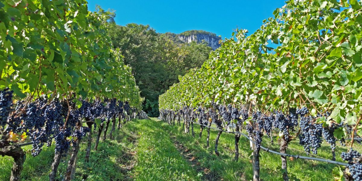 Merlot am Runggnerhof Merlot am Runggnerhof