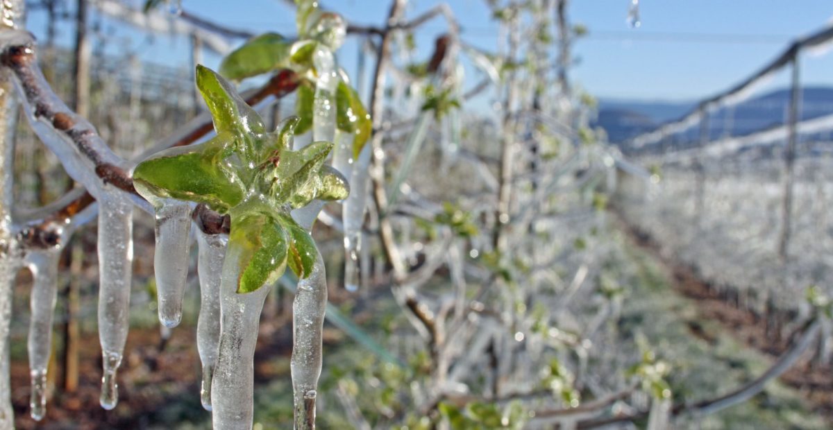 Frostnaechte 2020 Frostnaechte 2020